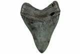 Fossil Megalodon Tooth - South Carolina #307532-1